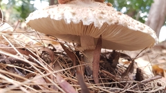 Chlorophyllum nothorhacodes
