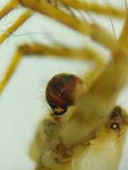 Eriovixia