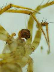 Eriovixia