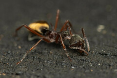 Dolichoderus extensispinus