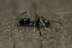 Leptomyrmex burwelli