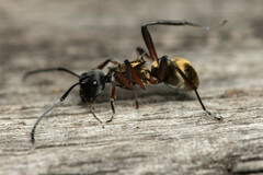Polyrhachis rufifemur