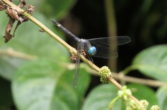 Micrathyria atra
