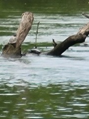 Graptemys ouachitensis