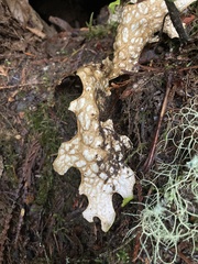 Lobaria pulmonaria