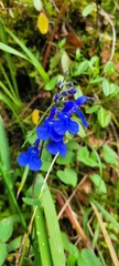 Salvia scutellarioides