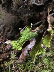 Lobaria pulmonaria