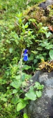 Salvia scutellarioides