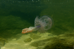 Pseudorhiza haeckeli