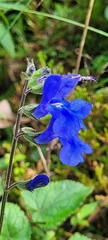 Salvia scutellarioides