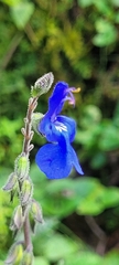Salvia scutellarioides