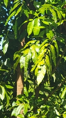 Maclura