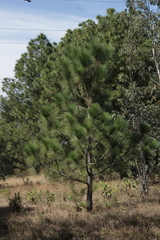 Pinus montezumae