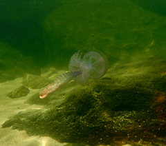 Pseudorhiza haeckeli