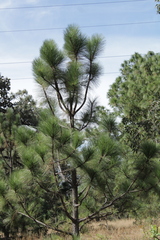 Pinus montezumae