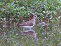 Alternanthera philoxeroides