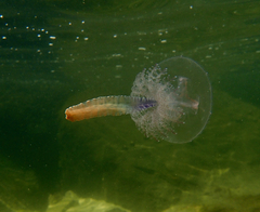 Pseudorhiza haeckeli