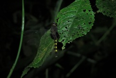 Erythemis attala