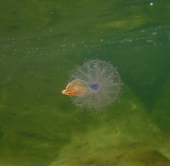 Pseudorhiza haeckeli