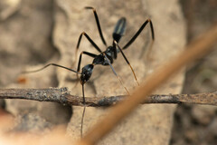 Leptomyrmex mjobergi