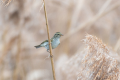 Phylloscopus proregulus