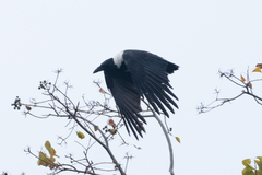 Corvus pectoralis