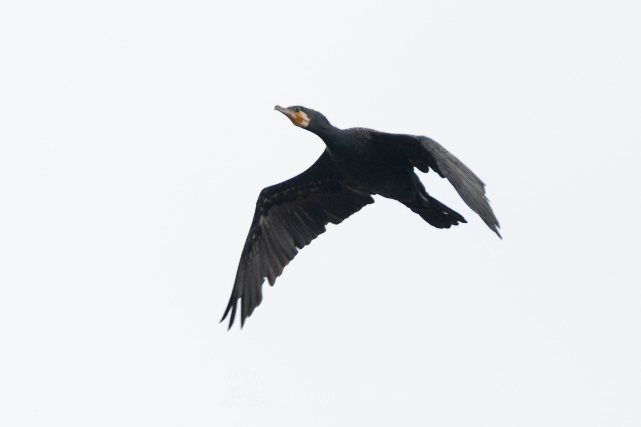 Great Cormorant