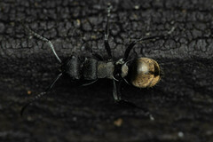 Polyrhachis mjobergi