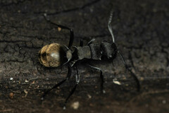 Polyrhachis mjobergi