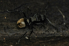 Polyrhachis mjobergi