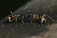 Polyrhachis rufifemur