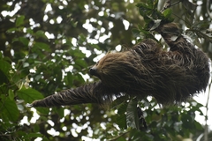 Choloepus didactylus