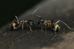 Polyrhachis rufifemur