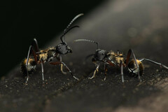 Polyrhachis rufifemur