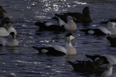 Somateria mollissima