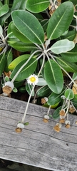Pachystegia insignis