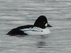 Bucephala clangula × islandica