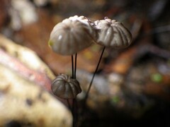 Marasmius crinis-equi