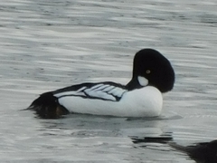 Bucephala clangula × islandica