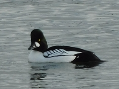 Bucephala clangula × islandica
