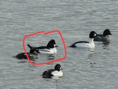 Bucephala clangula × islandica