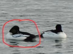 Bucephala clangula × islandica