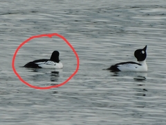 Bucephala clangula × islandica