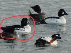 Bucephala clangula × islandica