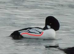 Bucephala clangula × islandica