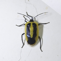 Arocera aequinoxialis