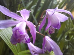 Bletilla striata