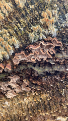 Chondrostereum purpureum