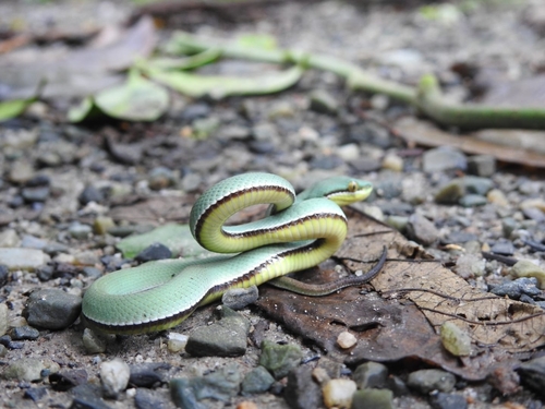 Maya’s pit viper, Trimeresurus mayaae