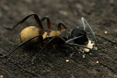 Polyrhachis rufifemur